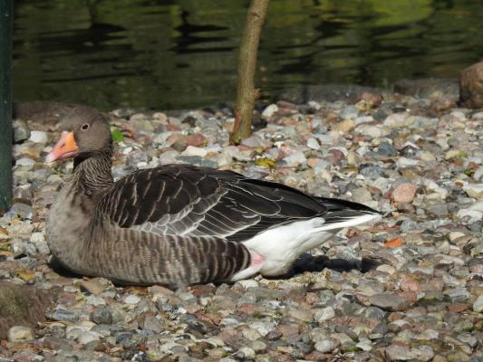 heimattiergarten-tierpark-zoo-fuerstenwalde-tiere-163