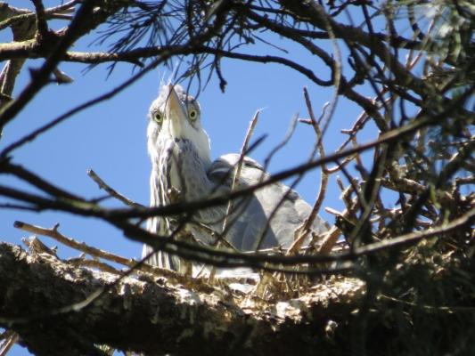 heimattiergarten-tierpark-zoo-fuerstenwalde-tiere-166