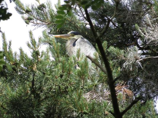 heimattiergarten-tierpark-zoo-fuerstenwalde-tiere-167