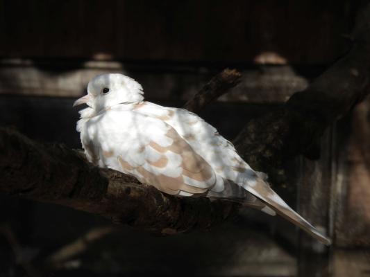 heimattiergarten-tierpark-zoo-fuerstenwalde-tiere-214