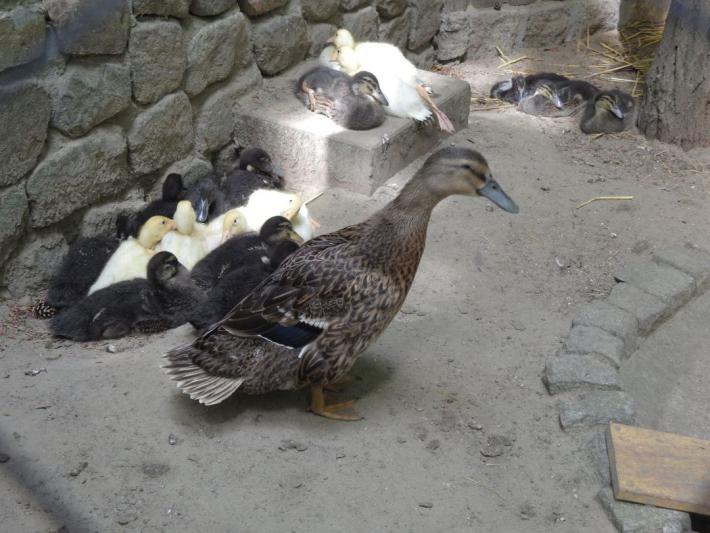 heimattiergarten-tierpark-zoo-fuerstenwalde-tiere-219