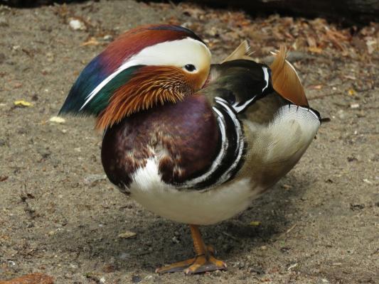 heimattiergarten-tierpark-zoo-fuerstenwalde-tiere-261