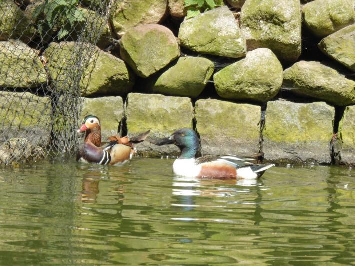 heimattiergarten-tierpark-zoo-fuerstenwalde-tiere-265