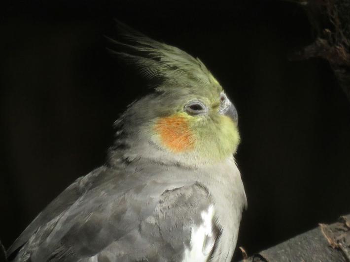 heimattiergarten-tierpark-zoo-fuerstenwalde-tiere-290