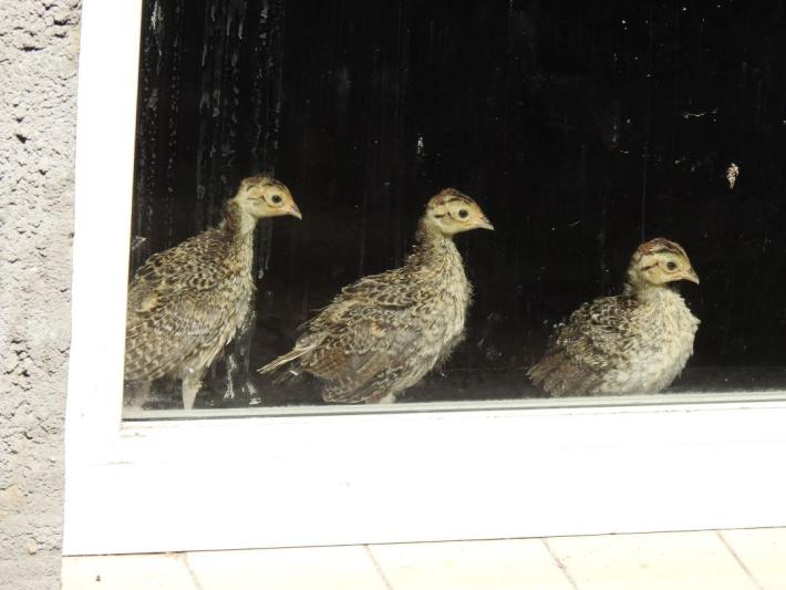 heimattiergarten-tierpark-zoo-fuerstenwalde-tiere-298