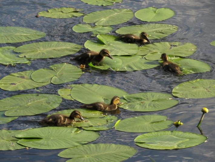heimattiergarten-tierpark-zoo-fuerstenwalde-tiere-384