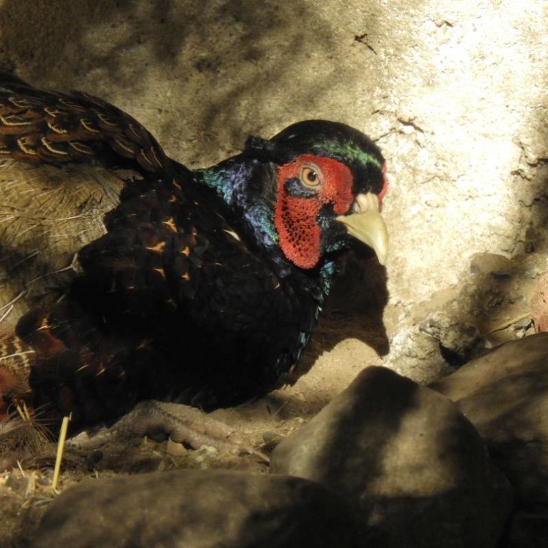 heimattiergarten-tierpark-zoo-fuerstenwalde-tiere-387