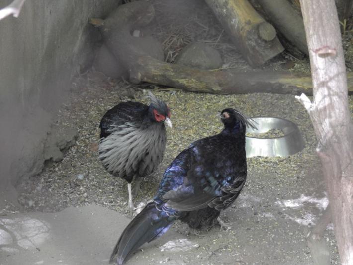 heimattiergarten-tierpark-zoo-fuerstenwalde-tiere-424