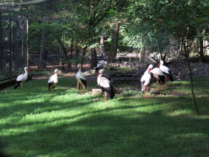 heimattiergarten-tierpark-zoo-fuerstenwalde-tiere-427