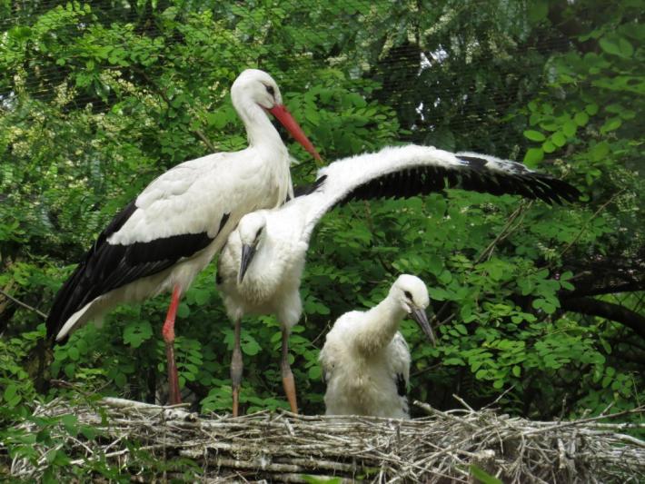 heimattiergarten-tierpark-zoo-fuerstenwalde-tiere-432