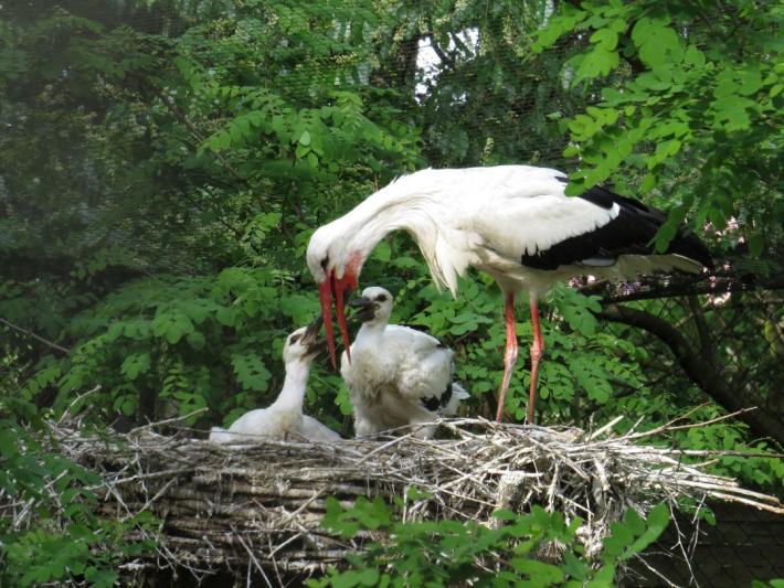 heimattiergarten-tierpark-zoo-fuerstenwalde-tiere-434