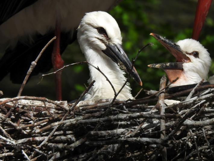 heimattiergarten-tierpark-zoo-fuerstenwalde-tiere-435