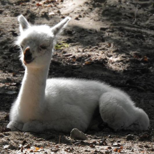 heimattiergarten-tierpark-zoo-fuerstenwalde-tiere-003