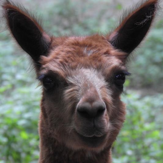 heimattiergarten-tierpark-zoo-fuerstenwalde-tiere-009