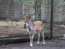 heimattiergarten-tierpark-zoo-fuerstenwalde-tiere-098