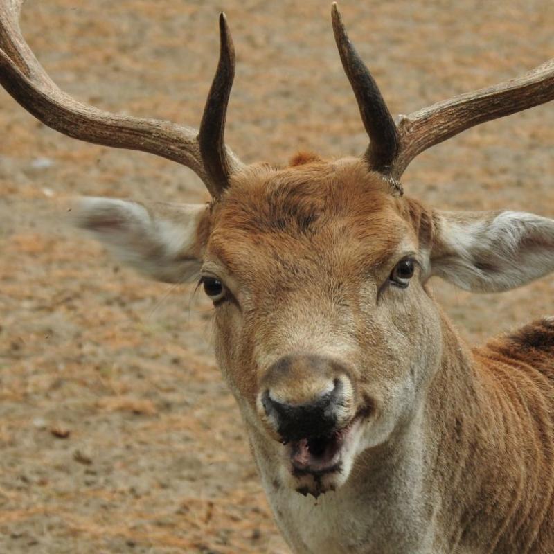heimattiergarten-tierpark-zoo-fuerstenwalde-tiere-105
