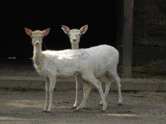 heimattiergarten-tierpark-zoo-fuerstenwalde-tiere-111
