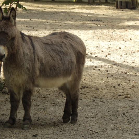 heimattiergarten-tierpark-zoo-fuerstenwalde-tiere-120