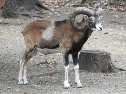 heimattiergarten-tierpark-zoo-fuerstenwalde-tiere-276