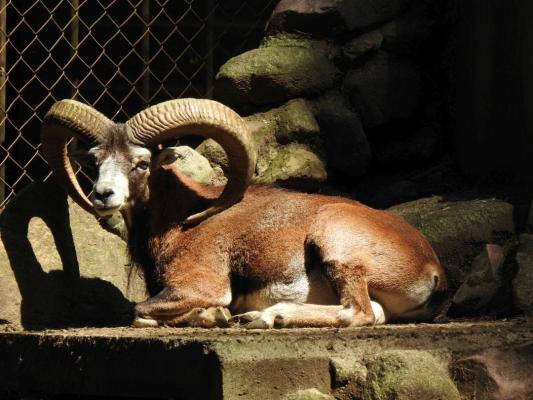 heimattiergarten-tierpark-zoo-fuerstenwalde-tiere-278