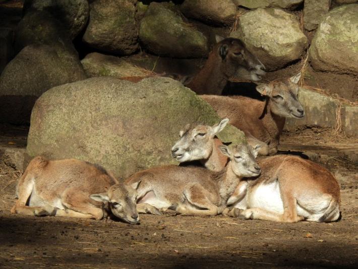 heimattiergarten-tierpark-zoo-fuerstenwalde-tiere-283