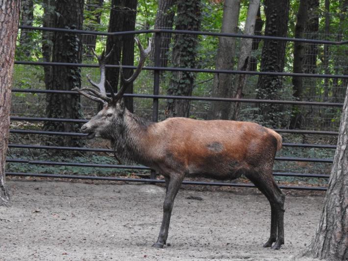 heimattiergarten-tierpark-zoo-fuerstenwalde-tiere-320