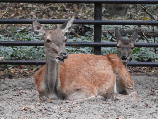 heimattiergarten-tierpark-zoo-fuerstenwalde-tiere-321