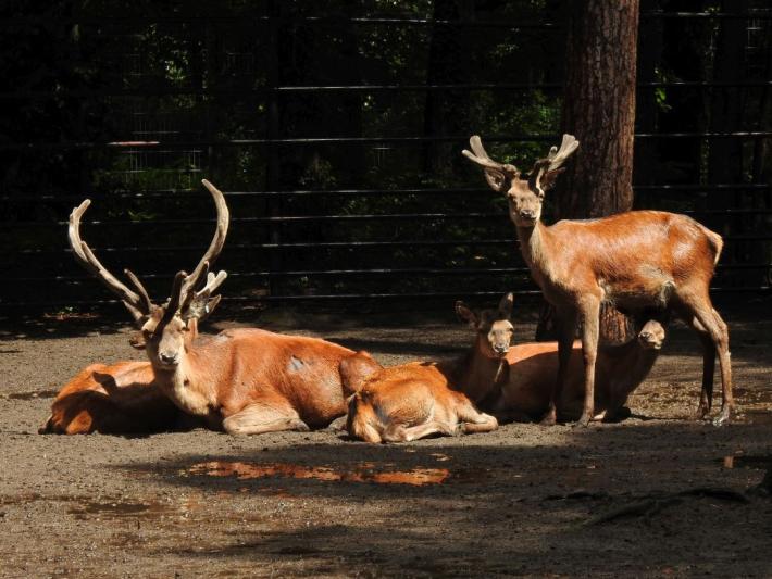 heimattiergarten-tierpark-zoo-fuerstenwalde-tiere-322